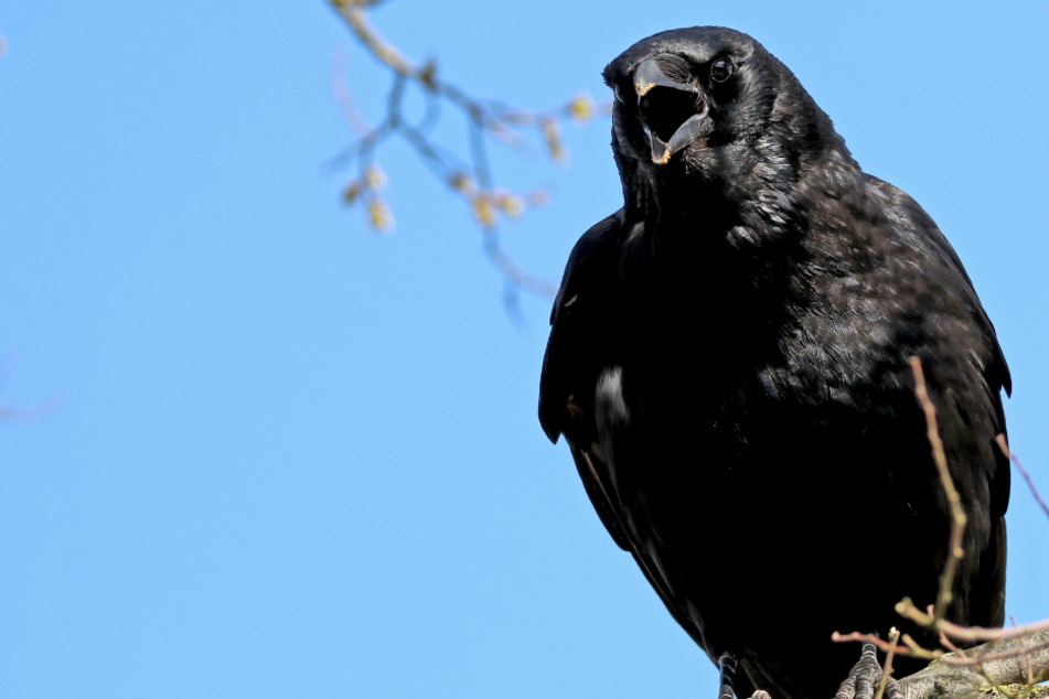 Vorsicht im Wald: Wenn Ihr lautstarke Warnrufe von Vögeln hört, könnte es gefährlich werden