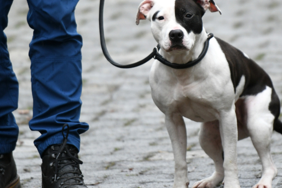 Der Pitbull wurde nach der Höllenfahrt in ein Tierheim gebracht. (Symbolbild)