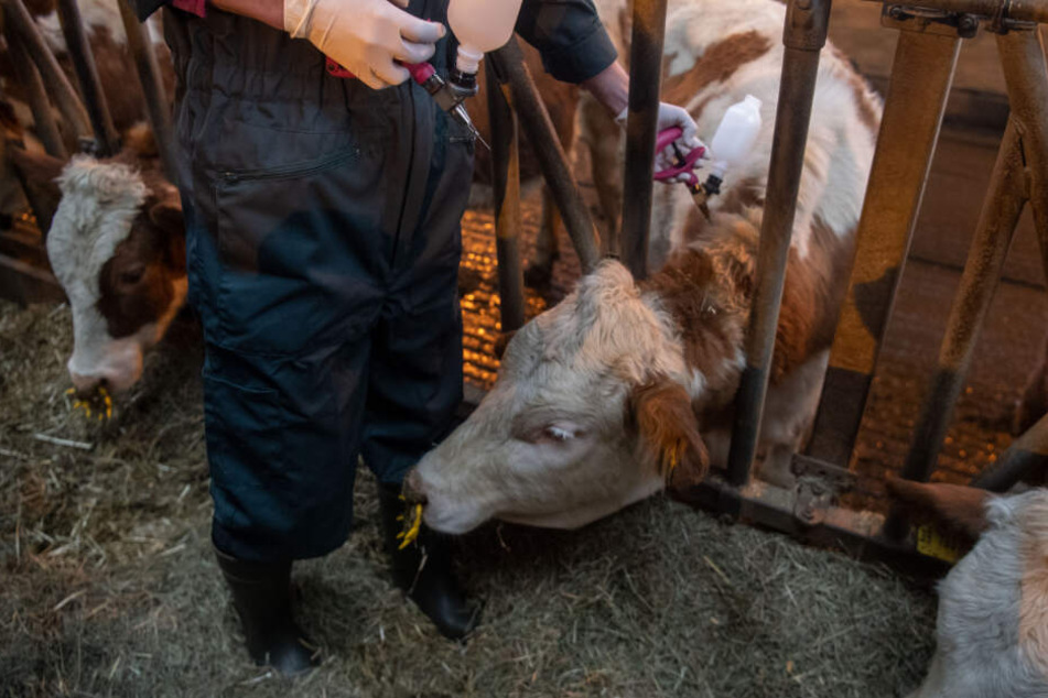 Eine Veterinärin impft ein Rind Ende Januar gegen die Blauzungenkrankheit.