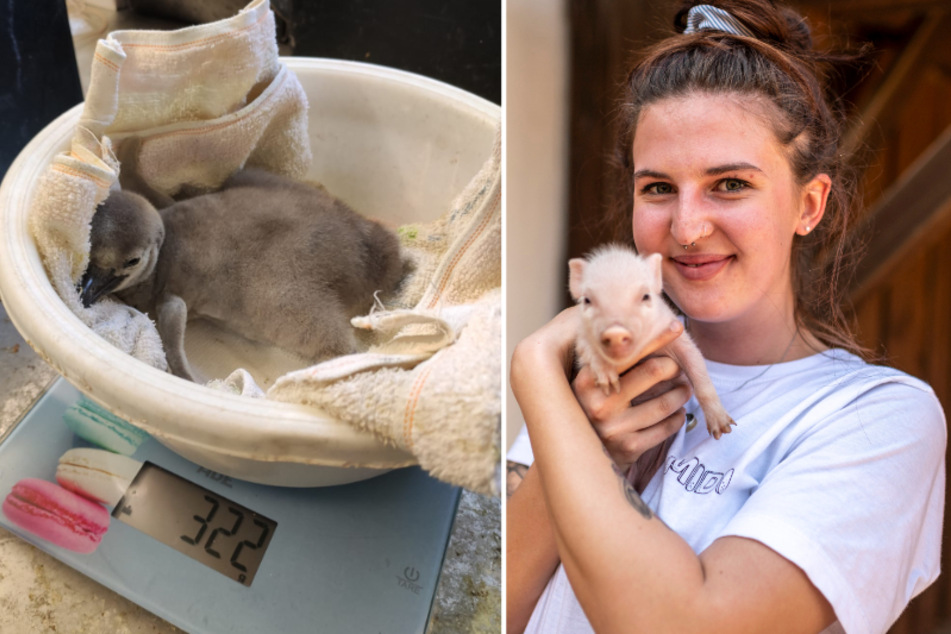 Süßer Pinguin und Ferkel-Nachwuchs in unseren Tierparks