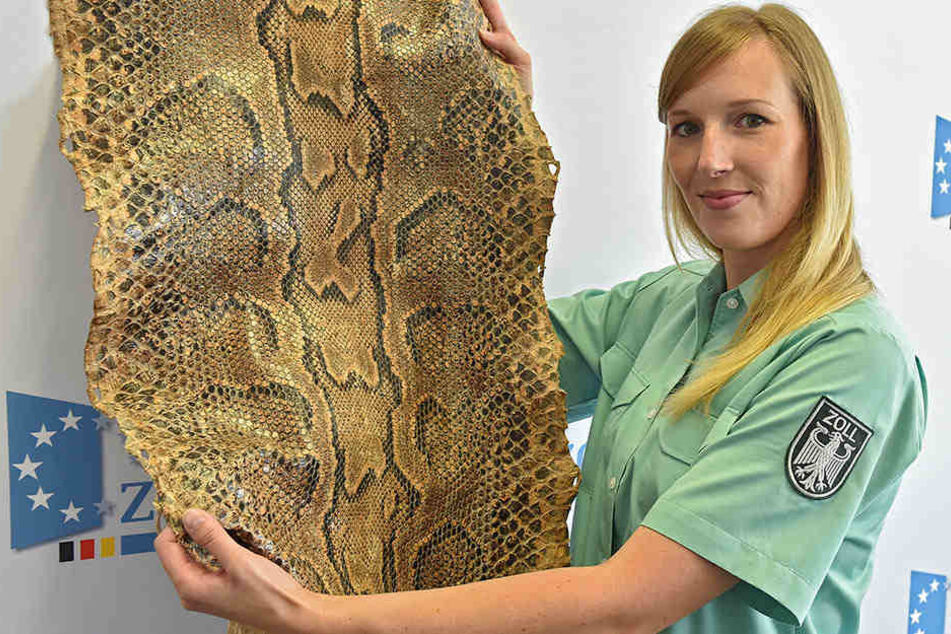 Zollinspektorin Julia Marek (29) mit der Pythonhaut, die ein Urlauber im Reisegepäck verstaut hatte.