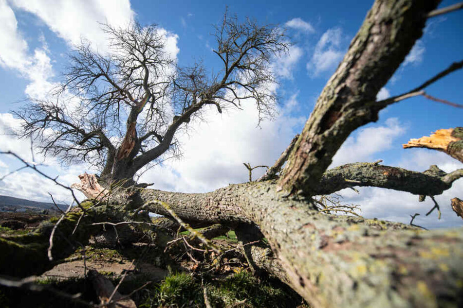 Die 63-Jährige wurde von einem umstürzenden Baum erfasst.