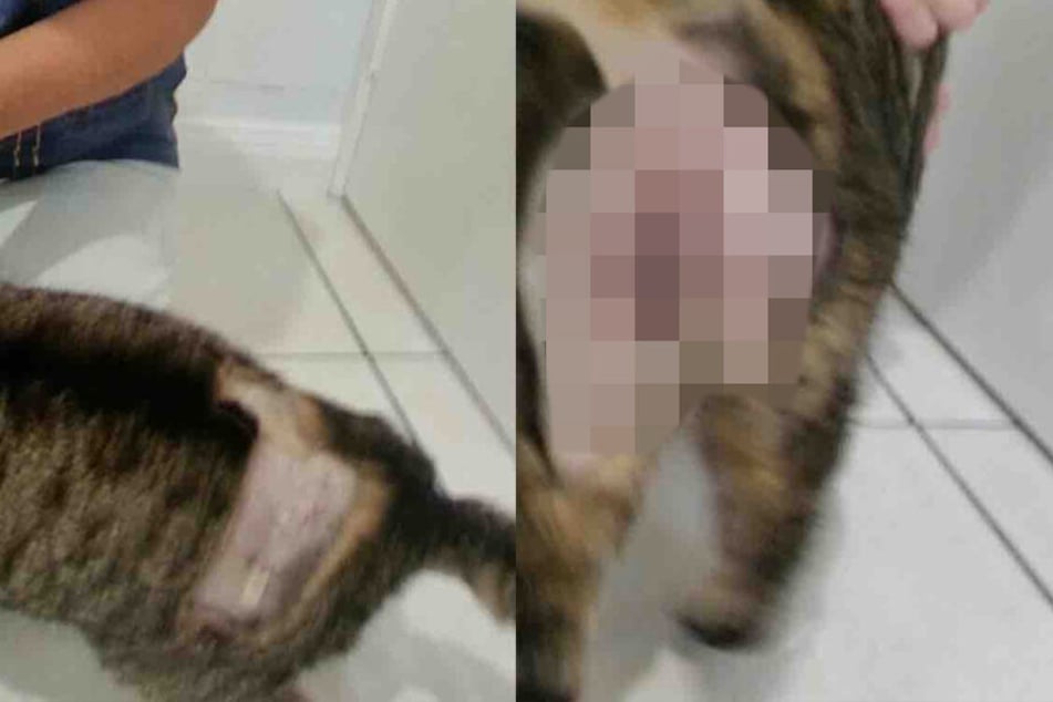 Die Katze wurde äußerlich und innerlich lebensgefährlich verletzt.