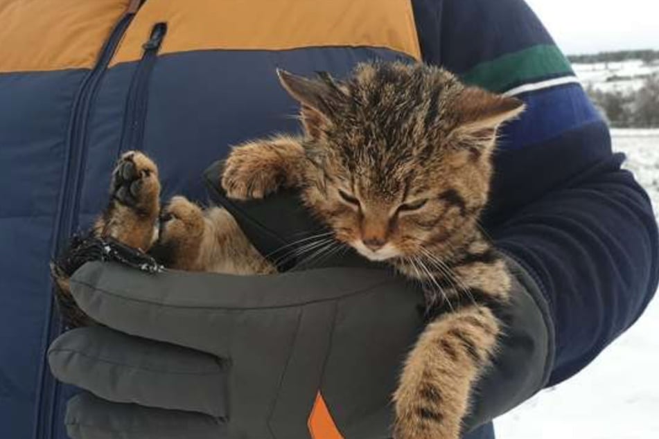 Rare wildcat kitten "at death's door" rescued from freezing snow