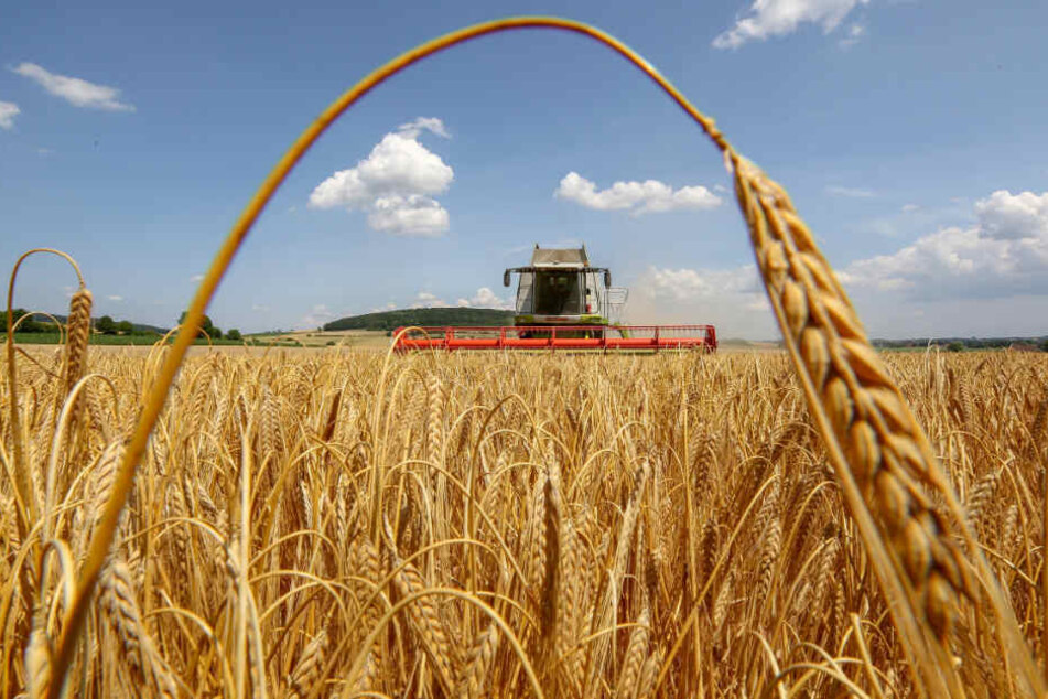 Baden-Württemberg, Langenenslingen-Andelfingen: Ein Mähdrescher erntet ein Getreidefeld mit WinterGerste ab.