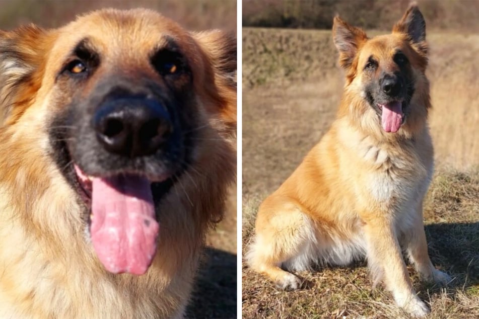 Cliff ist freundlich zu Menschen und sucht ihre Aufmerksamkeit.