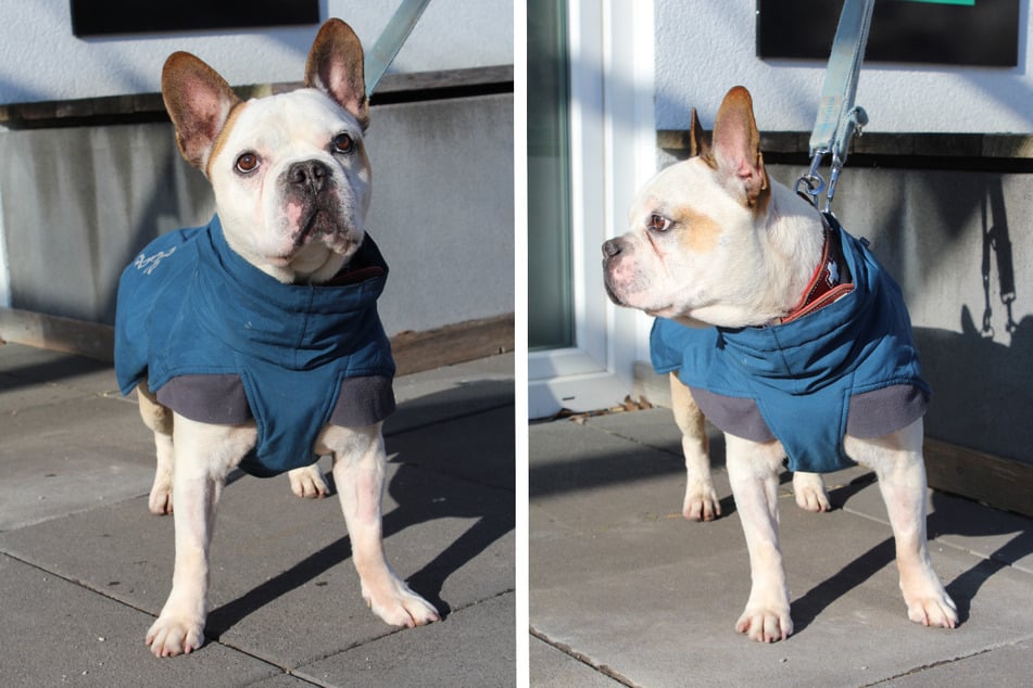 Die französische Bulldogge Mino möchte als "Einzelprinz" gehalten werden.