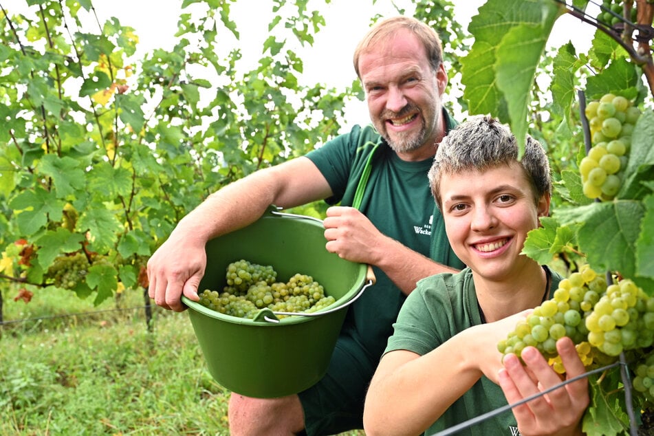 Radebeuler Weinberg: Im Paradies wird gerade für himmlische Tropfen gesorgt