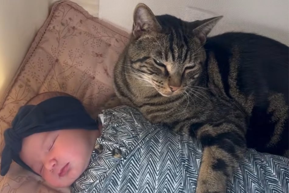 Kater Chase schmiegt sich an Jazelle, legt seine Pfote auf sie.