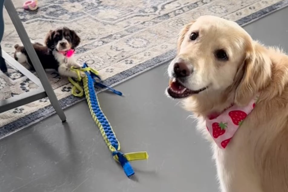 Welpen-Mädchen Pearl und Golden-Retriever-Weibchen Ruby haben in Sachen "Freundschaft" noch Luft nach oben.
