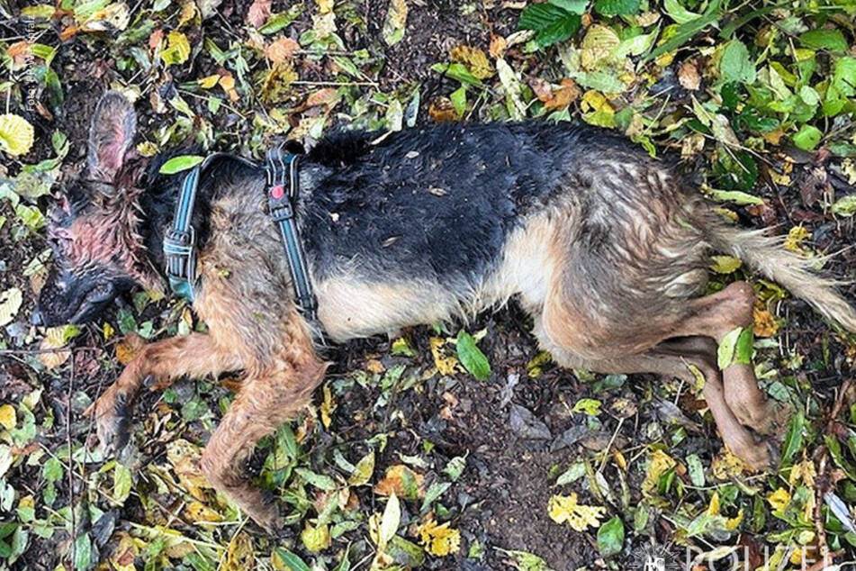 Die genauen Umstände, wie der Schäferhund ums Leben kam, sind noch nicht geklärt.