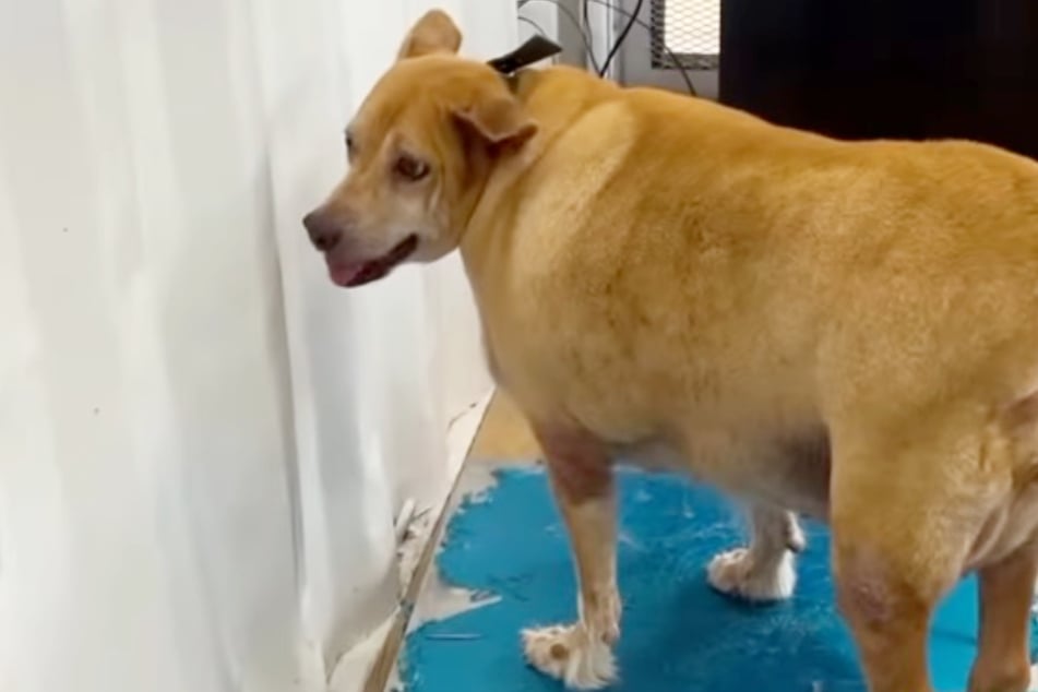 Nach einer Woche bei "Happy Doggo" wiegt Bella bereits drei Kilo weniger.