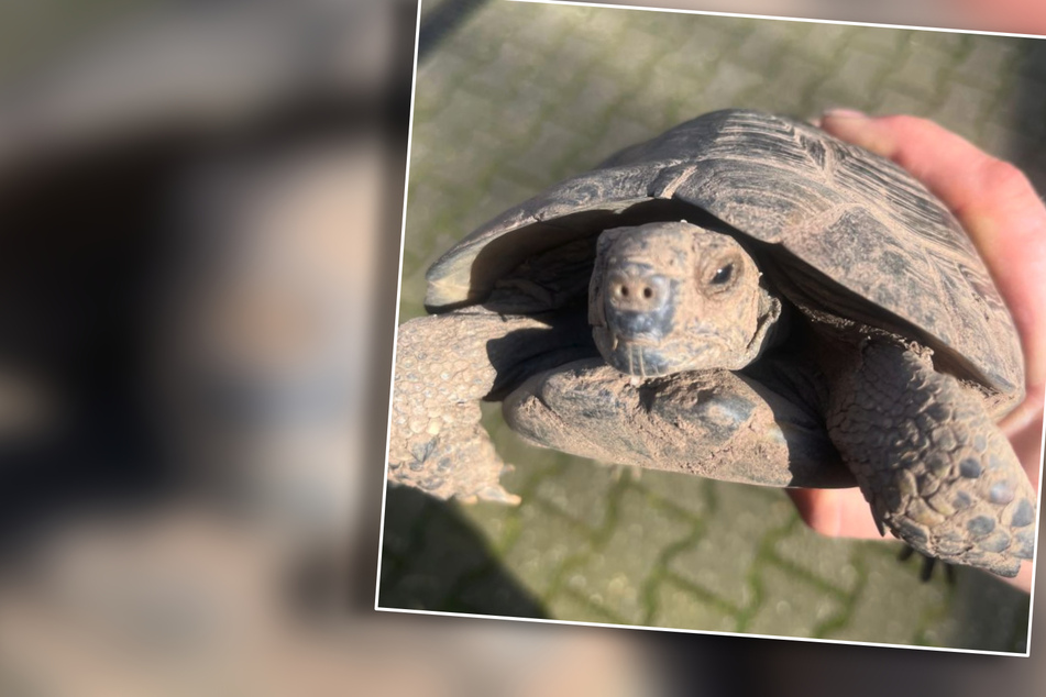 Verdreckte Schildkröte aufgetaucht: Schlummerte sie schon seit Monaten im Erdreich?