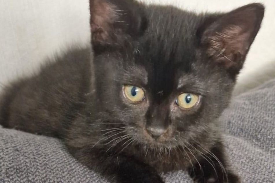 Die beiden Jungkatzen sollen gemeinsam in ein neues Zuhause vermittelt werden.
