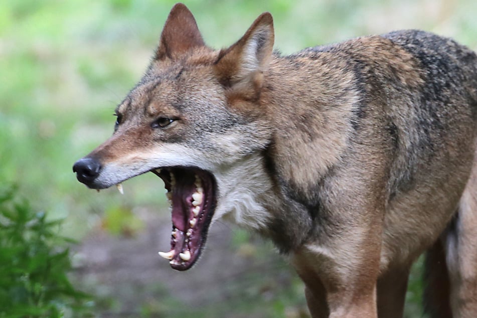 Die sächsische Wolfspopulation hat sich in den letzten zehn Jahren mehr als verdoppelt.