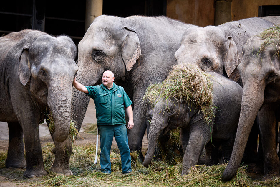 Michael Schmidt, Leiter des Elefantenhauses im Tierpark Hagenbeck, füttert Elefanten mit Gras, das vom Gelände des Hamburger Flughafens stammt.
