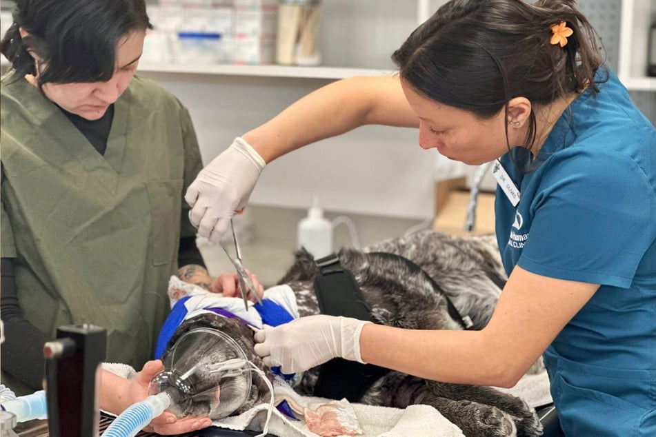 Mit einer aufwendigen Rückenoperation und zahlreichen Medikamenten konnte die Hündin gerettet werden.