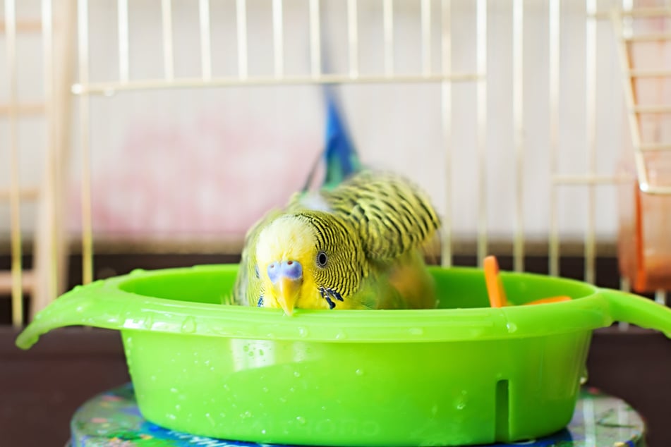 Erfrischend und abkühlend: ein sicheres Vogelbad.