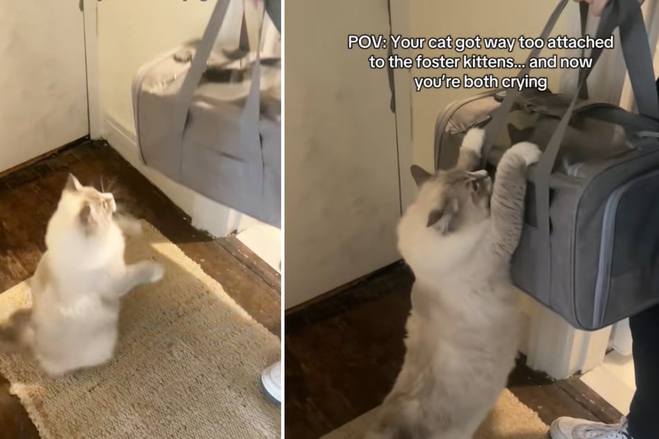 Katze Martini fiel es schwer, sich von den beiden Pflegekätzchen zu verabschieden.