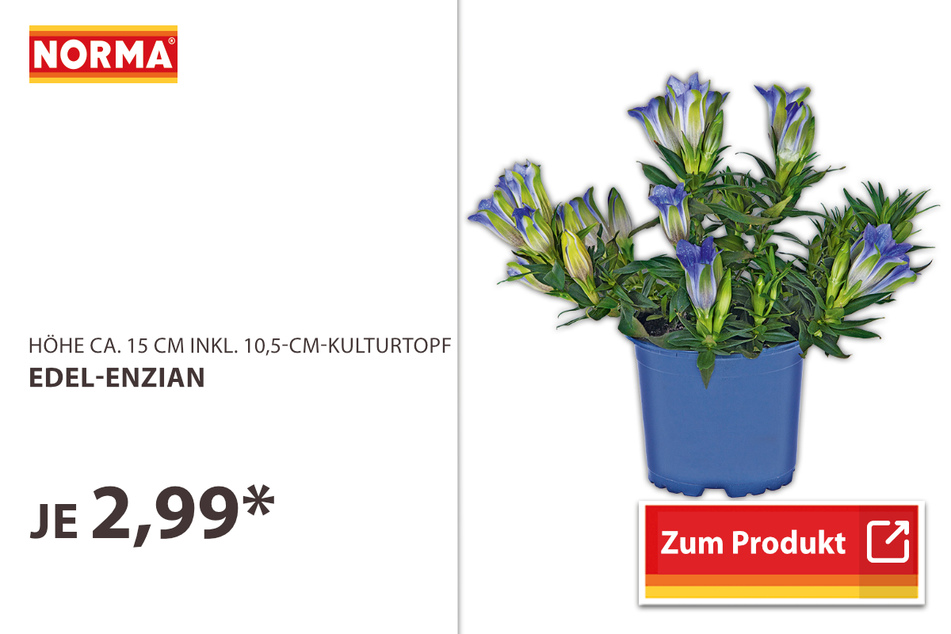 Edel-Enzian