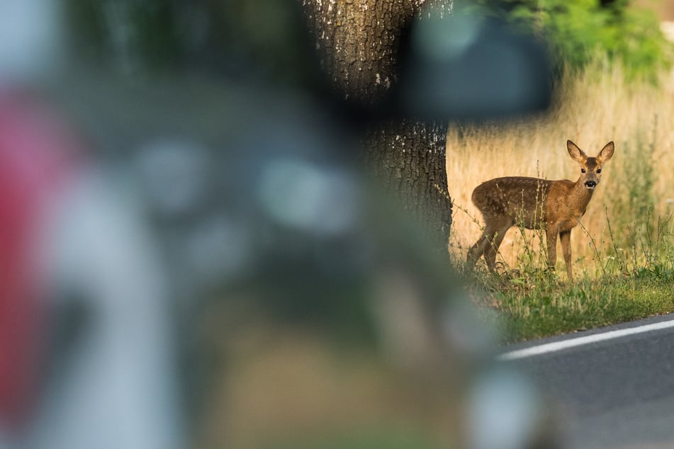 Gerade im Frühling sind Wildtiere auch an Bundesstraßen zu finden – hier herrscht besondere Vorsicht.