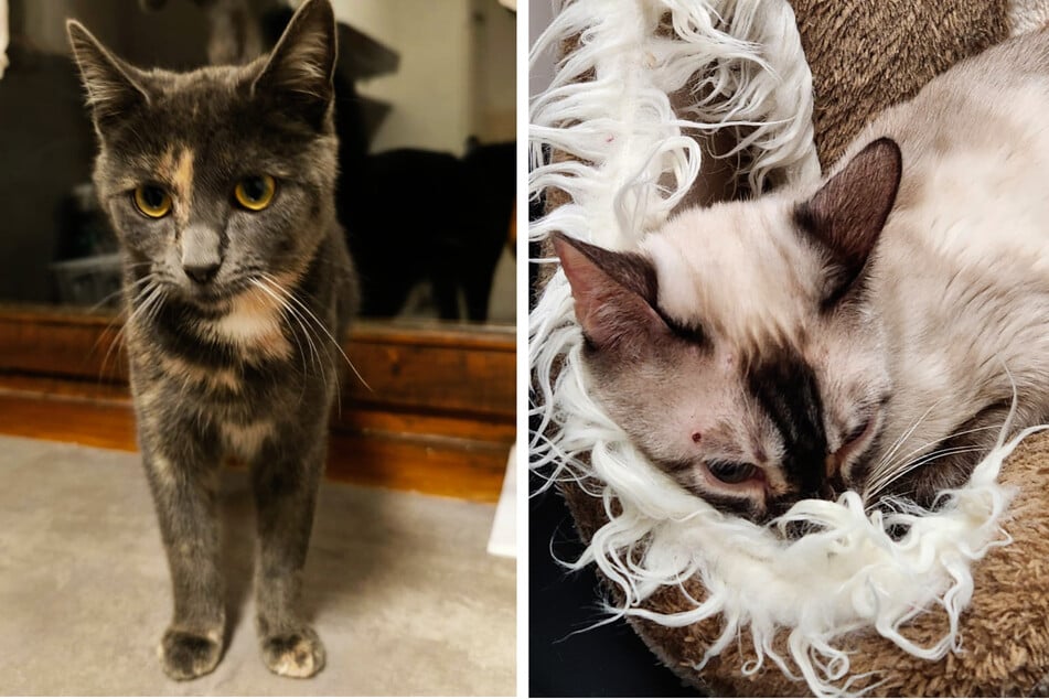 Während Sissi (l.) sich langsam auf dem Weg der Besserung befindet, mussten die Tierschützer Akina (r.) schweren Herzens von ihrem Leid erlösen