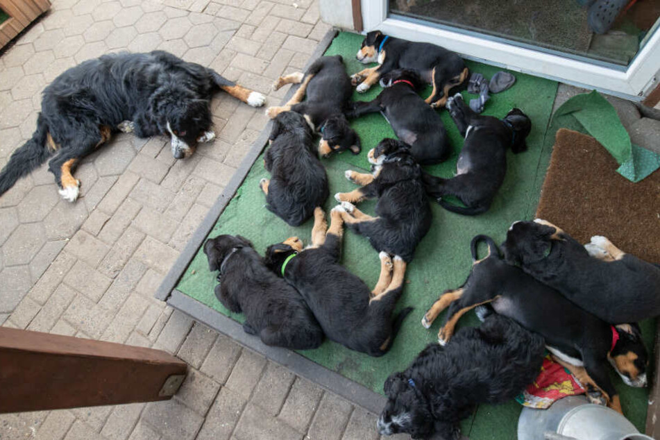 Die Labrador-Hündin samt ihrer Welpen.