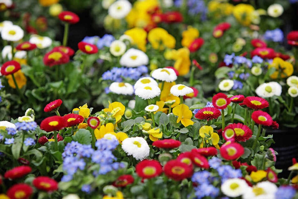 Gänseblümchen sind pflegeleicht und gut geeignet für Beete und Gefäße. Die beliebte Blume gibt es mit Blüten in Weiß, Pink oder Rot.