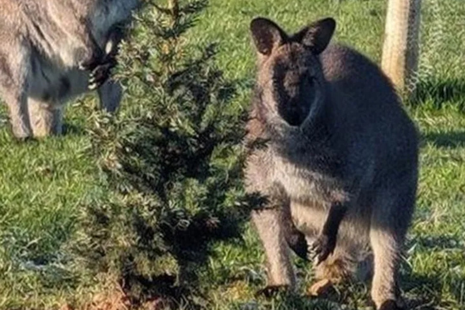 Wallaby auf freiem Fuß: Hofladen sorgt sich um ausgebüxtes Beuteltier