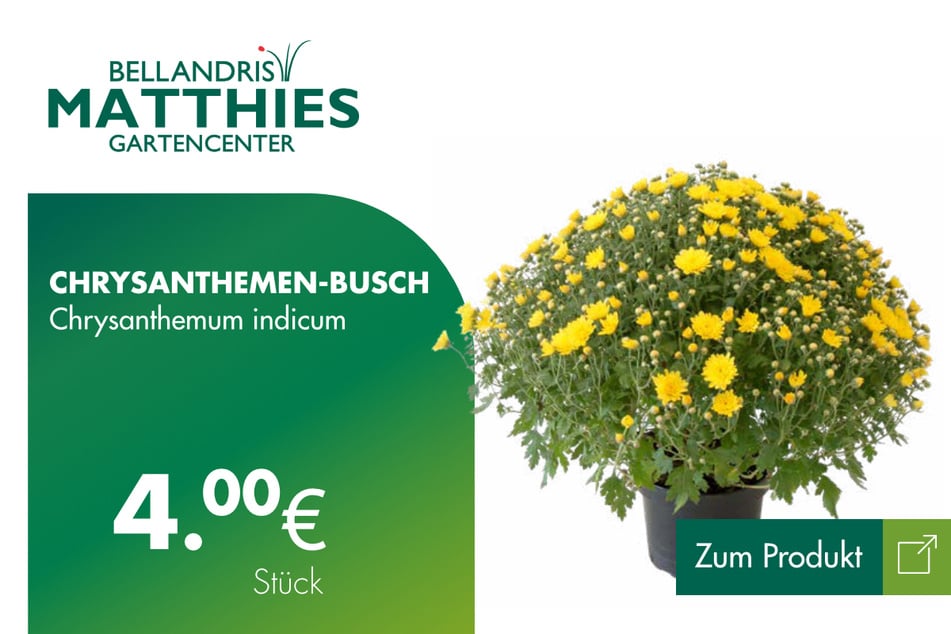 Chrysanthemen-Busch für je 4 Euro 