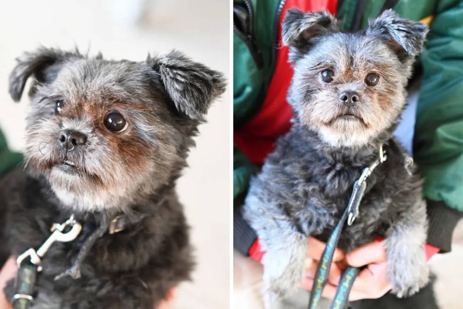 Pedro (2) wurde gefunden und musste sich erst langsam an die Pfleger im Tierheim Berlin gewöhnen.