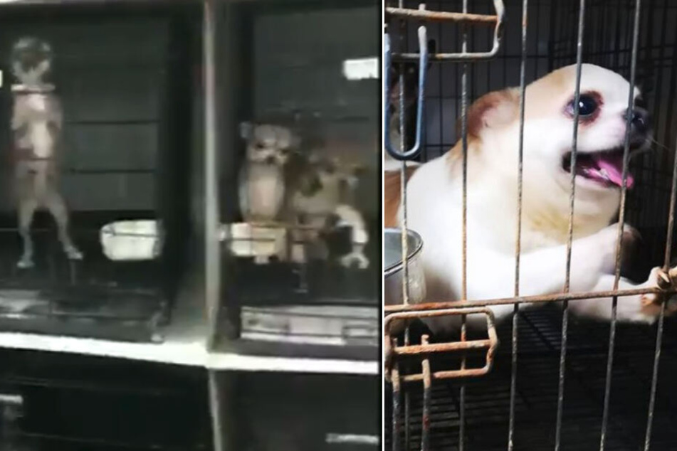 Stimmbänder durchtrennt, damit sie nicht bellen: 270 Hunde von illegaler Welpenfarm gerettet