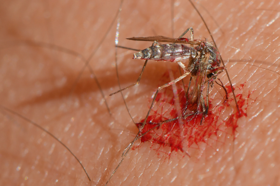 Besonders ärgerlich in diesem Sommer: Deutsche beschweren sich über Mückenstiche.