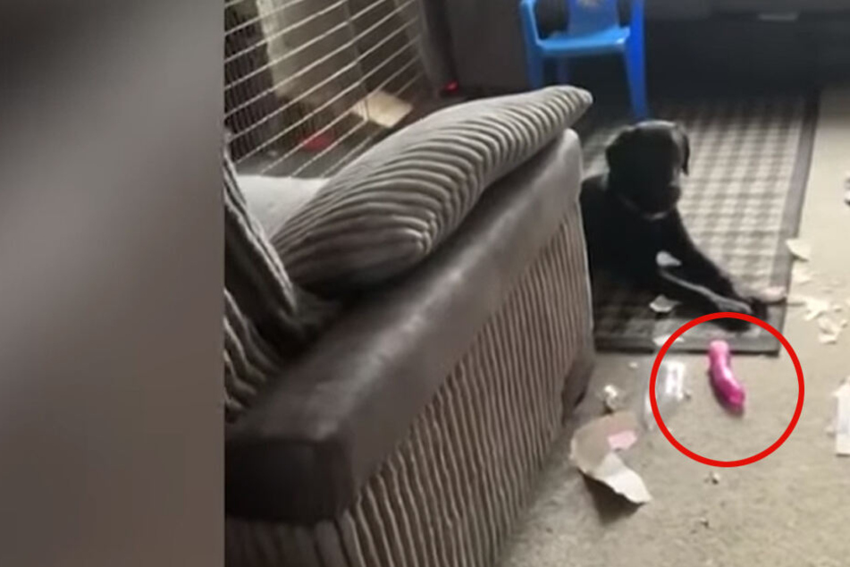 Labrador Bonnie hatte Gefallen am Inhalt des fremden Pakets gefunden.