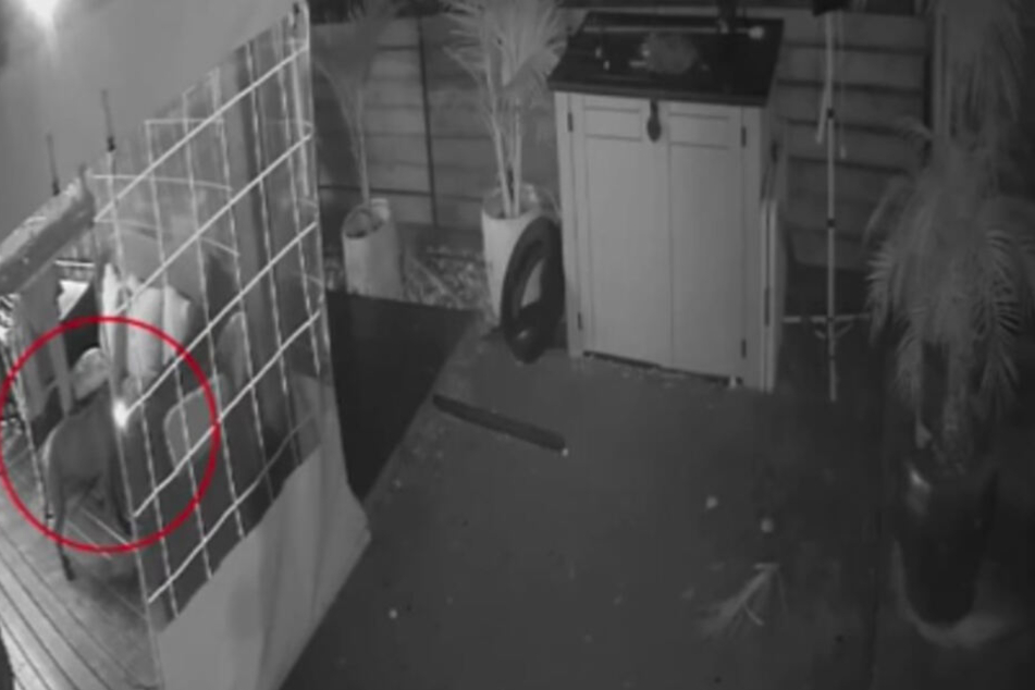 Der Hund kaute so lange auf dem Feuerzeug rum, bis sich eine Flamme entzündete.