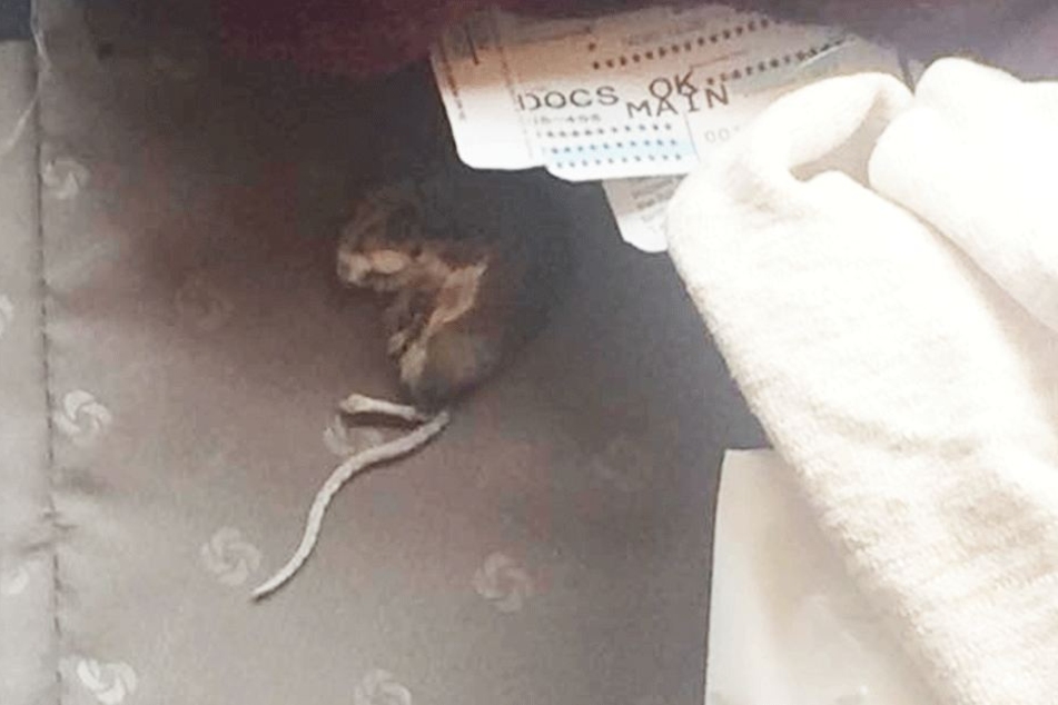 Eine tote Ratte lag im Koffer von Merry Cannon.