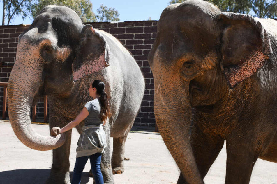 Zwei Elefantendamen des Circus Krone sollen in Spanien ihren Ruhestand genießen.