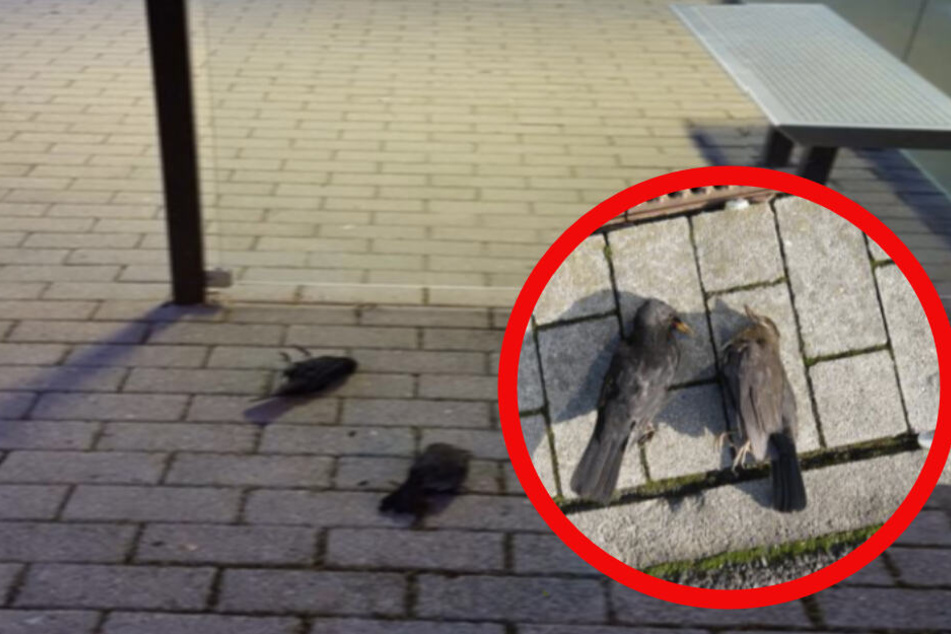 Vor allem Amseln, Singdrosseln, Stare und Grünspechte sind betroffen.