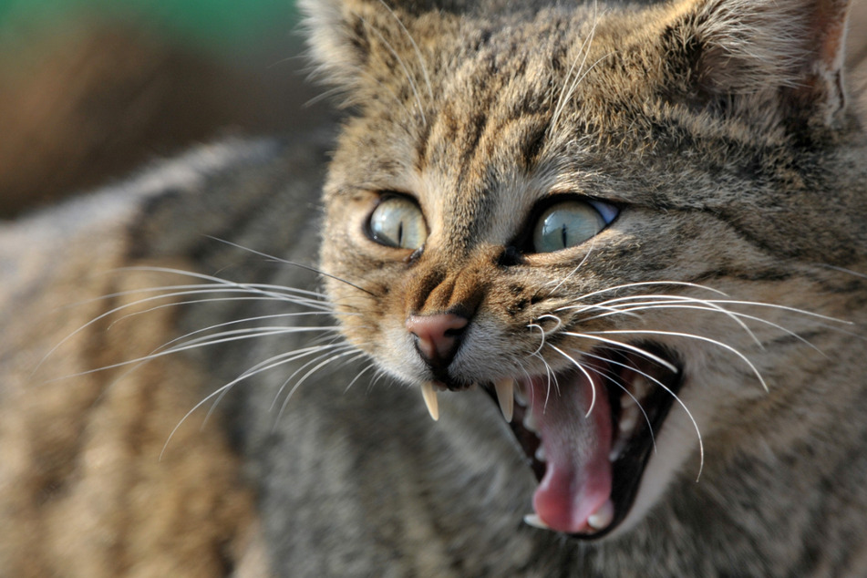 600 Tiere: Gefährdete Wildkatzen in Thüringen wieder stärker verbreitet