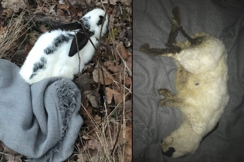 Das Tierchen wurde mit gebrochenen Hinterläufen aufgefunden.