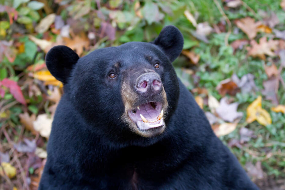 Casey wurde nach eigener Aussage zwei Tage lang von einem schwarzen Bär beschützt. (Symbolbild)