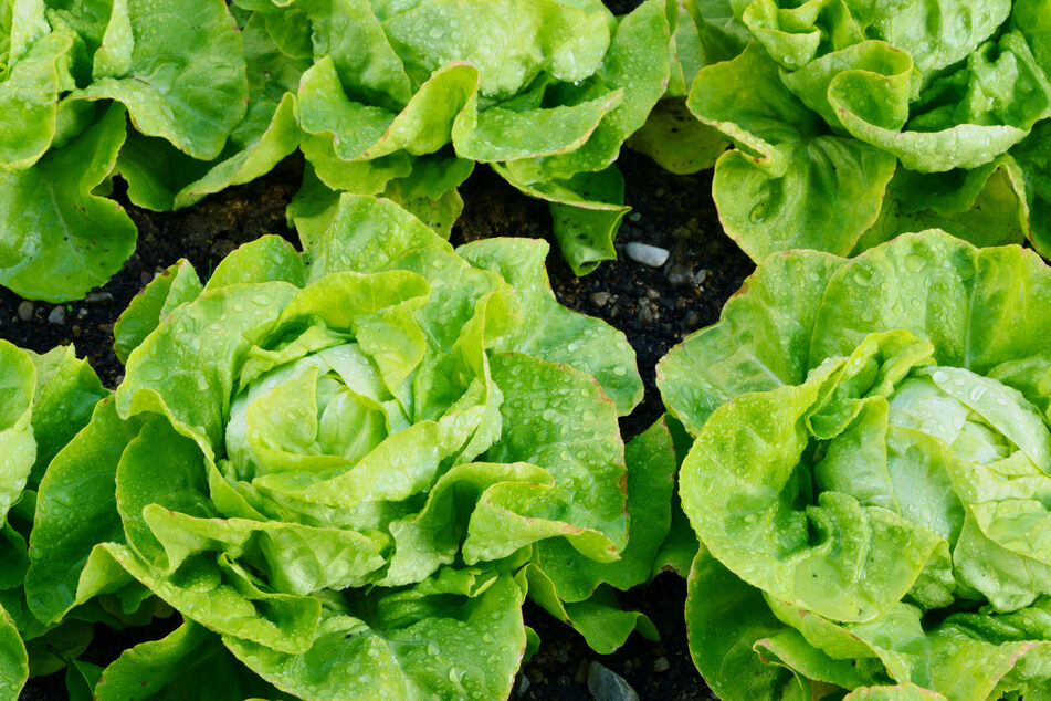 Kopfsalat und Eisbergsalat belegen Platz 9 der beliebtesten Gemüsesorten der Deutschen.