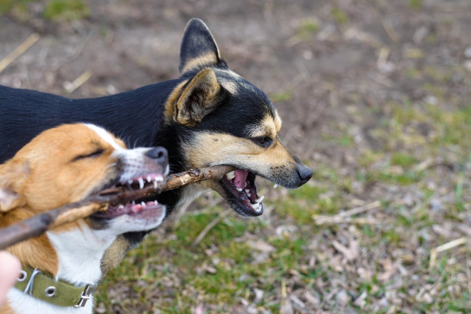 Eine 20-Jährige ist am Wochenende bei Sondershausen unterwegs, als sie von mehreren Hunden angegriffen wird. (Symbolbild)