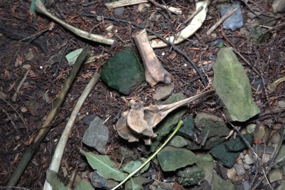 Sogar verendete und bereits verweste Tiere wurden auf dem Hof gefunden. (Archivfoto)