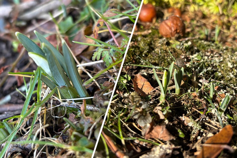 Da sind sie: In Chemnitz sprießen die ersten Schneeglöckchen auf den Wiesen.