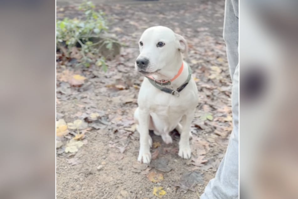 Balu pertenece a la raza de mezcla argentina y pronto volverá a empezar.