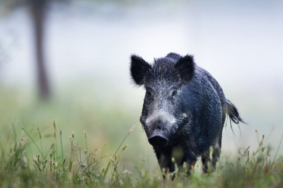 Ein Wildschwein war der Übeltäter (Symbolbild).