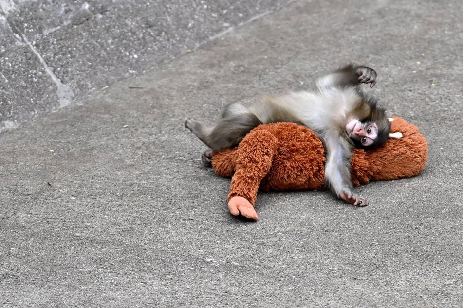 Japanese Zoo says Punch isn't being bullied.