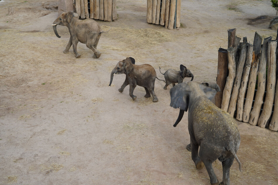 Pori, Tana, Tamika und Elani machen ab jetzt gemeinsam das Elefantengehege unsicher.