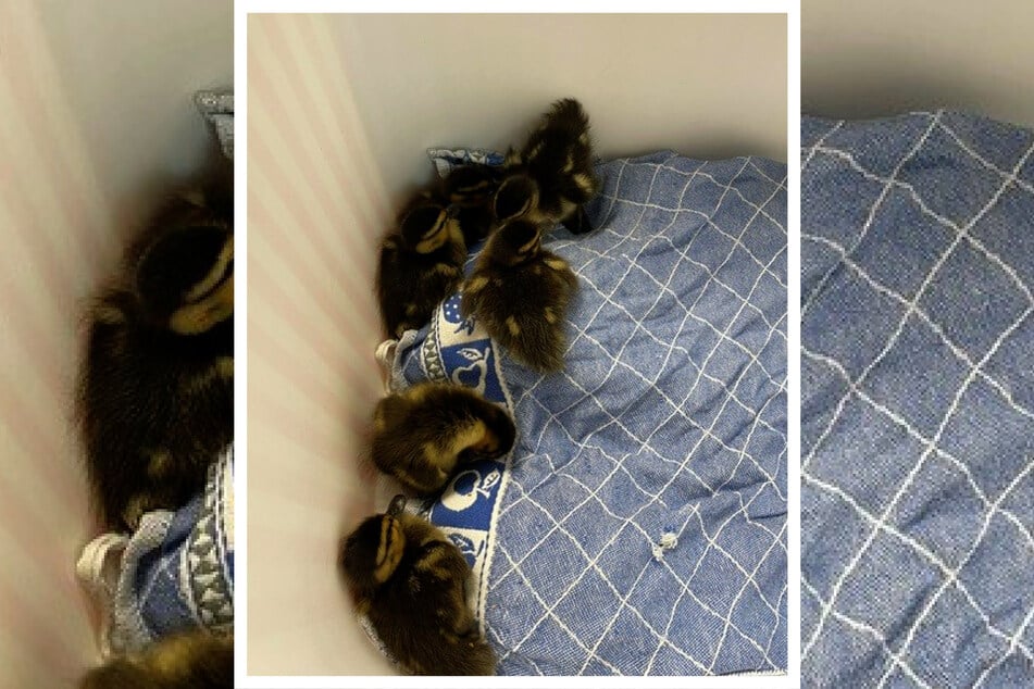 Leider hatte die Entenmama bei der Rettungsaktion das Weite gesucht. Jetzt befinden sich die Küken in der Obhut eines lokalen Entenhalters.